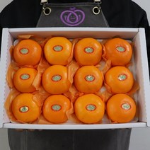 프리미엄 최상품 제주천혜향 천혜향 선물세트 천해향 천애향 가정용 선물용 3kg 5kg, 제주 천혜향 선물용 5kg 19-25과, 1개