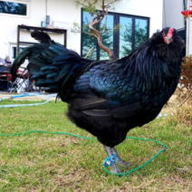 [꼬꼬닭세상] 흑아메라우카나 (유정란) 아메라우카나 푸른알 놓는 닭 부화용종란 희귀닭 애완닭 부화용 부화알, 3개