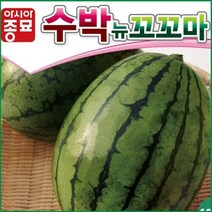 아시아종묘/수박씨앗종자 뉴꼬꼬마수박 (10립)