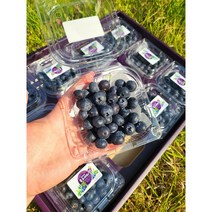 국산블루베리 생블루베리 블루베리 1KG 400g 200g, 100g 2팩, 1개