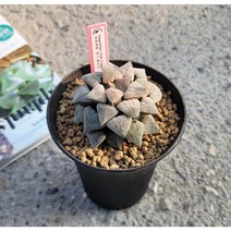 하월시아 고급 컬렉션 핑크파우더 반려 다육식물 피그마에아 식테크