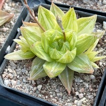 [올식스] 경화금금 581, 1개