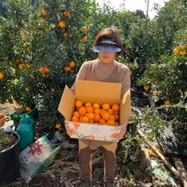 제주 진우네 레드향 못난이레드향 가정용 선물세트 3kg 5kg, 레드향 5kg 가정용 대과