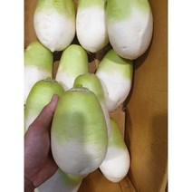 동치미무 5kg 10kg 동치미 무우 동치미용 겨울무 제주 월동무, 동치미용-제주무20kg
