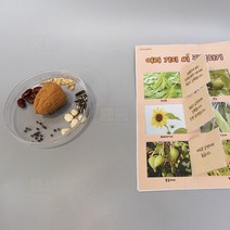 여러가지 씨 관찰하기 4인/과학 실험 키트 교구 도구 만들기