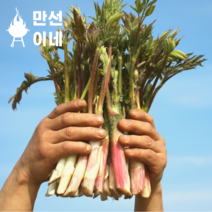 완전신선한 눈꽃 땅두릅 두릅 제철나물 독활 가평 참두릅 봄나물 세발나, 500g, 1개