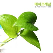 수경식물-스킨답서스 2촉-베타침대 물꼿이 실내 공기정화, 없음