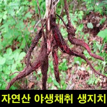★쭈니파파몰★ 고씨네 생지치200g 생지치 지치나무 야생지초 지근, 본상품