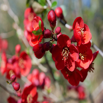 명자나무 대형 특선, 01. 명자나무 흑광 H1.0 x W0.3