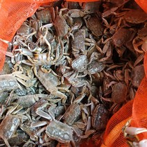 윤스랩 해남 갯벌 칠게 살려서 배송 2kg 3kg, 1box, 생물 2kg