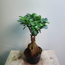 [나인에잇틴]인삼팬더 펜더 공기정화 99, 1개