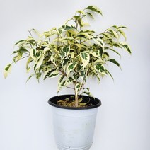 무늬벤자민 고무나무15cm, 1개