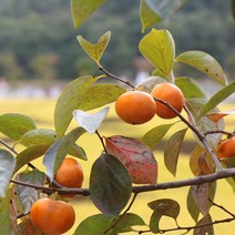 영화농산 영화청과 특급 창원단감 10kg 태추 진영 가격 부유, s노란색, 상세 페이지 별도표기