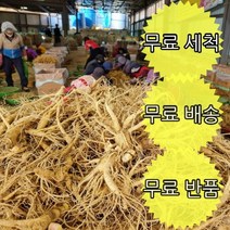 금산 인삼 6년근 수삼모음 가정용 식당용 가성비제품, (무료세척) 중삼계 40~60뿌리