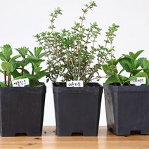 식용허브 화분 모아보기, 스피아민트 화분