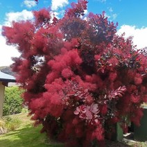 자엽안개(로얄퍼플) 8치화분 키80cm내외 나무 D685