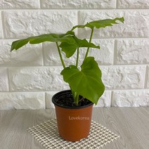 러브코리아 호프셀렘(소) 실내공기정화식물 공기청정식물 호프셀렘키우기, 단품