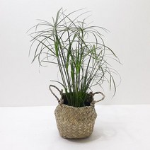 시페루스(소) 해초바구니 키우기쉬운식물, 단품