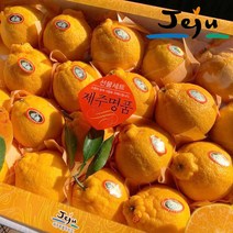 [제주한라봉] 산지직송 명품 고당도 한라봉 프리미엄 선물용 가정용 3kg 5kg, 선물용(대과) 3kg