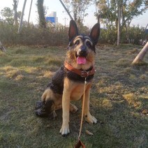 골든리트리버 인형 강아지조각상 동물인형 문장식 타운하우스장식 리트리버조각상 가드닝소품 레스토랑소품, Wolfdog Medium (키 65cm)