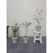마오리 소포라로 플랜테리어를 완성 해보세요 2 size, H25, 기본 플라스틱