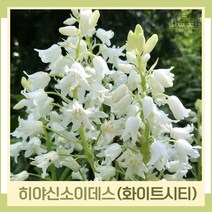 히야신소이데스 구근 모종 화이트시티 5개