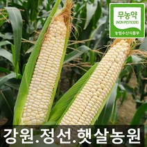 햇살농원 강원도 정선 냉동 미백 찰 옥수수 20개 (찜 후 진공 냉동), 20, 미백(생)찰옥수수