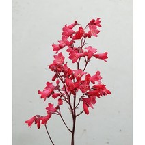 바위취 휴케라 (적화) - 개화주 촉수많은상품 목질화된상품 야생화분 완성품 노지월동 가능 야생화 봄꽃 다년생