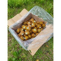 뉴질랜드 제스프리그린키위 뉴질랜드키위 그린키위 참다래 제주그린키위 2.5KG 5KG 10KG, 골드키위점보1.5KG(뉴질랜드산), 1개