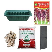 행복한세상 텃밭가꾸기 중 뚝섬적치마상추, 5개
