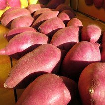 여주 햇밤고구마 목매이는 퍽퍽하고 팍팍한 옛날 100% 오리지널 원조 알밤고구마, 1박스, 밤고구마 특상 2kg