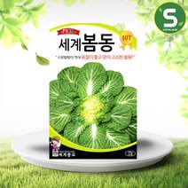 솔림텃밭몰 봄동배추씨앗 20g 세계봄동배추씨앗 봄동 월동재배, 1개