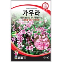 가우라 100립 / 꽃씨 종자 화단가꾸기 정원