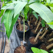 애플망고 묘목, 1개