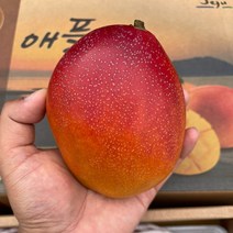 제주 애플 망고 3kg, 특대3kg 8과, 1개