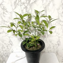 오렌지레몬 과실수 레몬나무, 1개