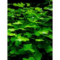 노치도메 5잎 (수초 어항포인트 전경수초 초보자 은신처)