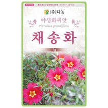 만수국 80립 - 야생화 씨앗 꽃씨 씨 꽃씨앗 만수국씨앗 만수국씨 야생화씨 야생화씨앗 꽃 홍황초 프렌치매리골드, 35_다농_채송화(1g)
