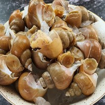 산지직송 동해안 자연산 제철 백골뱅이 생물 백고동 소라 1kg, 백골뱅이 1kg 특대 사이즈