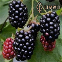 블랙베리나무 복분자딸기나무 나무언니, 복분자딸기나무 삽목1년생(5개세트)