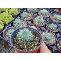 행복한꽃순이 //몽골바위솔(백두산바위솔)/노지월동, 1개
