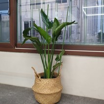 몬스테라 극락조 화분 식물 원형 링 식물 지지대 75cm