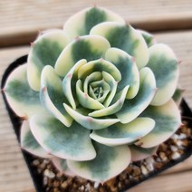 내맘대로골라 예쁜 다육이, 르노어딘금, 1개