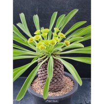 철갑환 아프리카식물 구근식물 반려식물 수제화분 다육식물 인테리어식물 꽃 선인장 소형인테리어-074