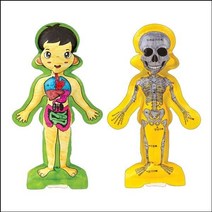 인체 내부구조 그리기 풍선(인체골격과 내장기관)/ST