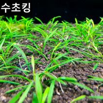 [수초킹] 크립토코리네 팔바 (전경수초), 3촉