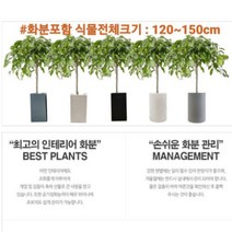 없음 [반값화분] MAIN-대형킹벤자민150(원조돈나무) 직접배송 축하화분 개업화분 거실화분 카페화분 인테리어화분 아레카야자 극락조 알로카시아 파키라 고무나무, 황토분