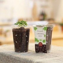 파라솔-컵가든 스위트바질 키우기, ★선택* 파라솔-컵가든 스위트바질 키우기 식물관찰, 이제품주문★