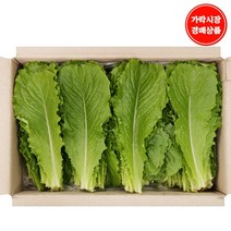 [가락시장 경매 식자재 채소] 로메인 2kg내외, 1box