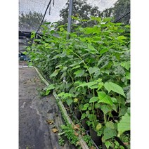 벌나무묘목2년생2그루 산청목묘목 벌나무포트묘, 2개